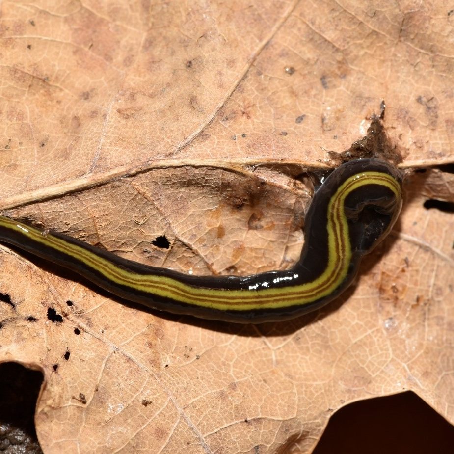 Unter anderem via Pflanzenhandel schaffen es fleischfressende Sprudelwürmer nach Europa.