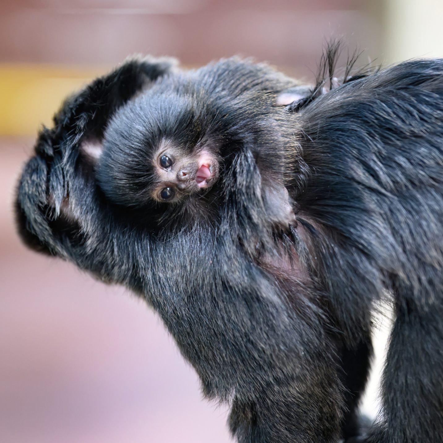 Das Haus des Meeres freut sich über Springtamarin-Nachwuchs.