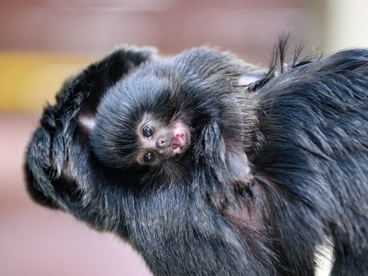 Das Haus des Meeres freut sich über Springtamarin-Nachwuchs. Das Haus des Meeres freut sich über Springtamarin-Nachwuchs.