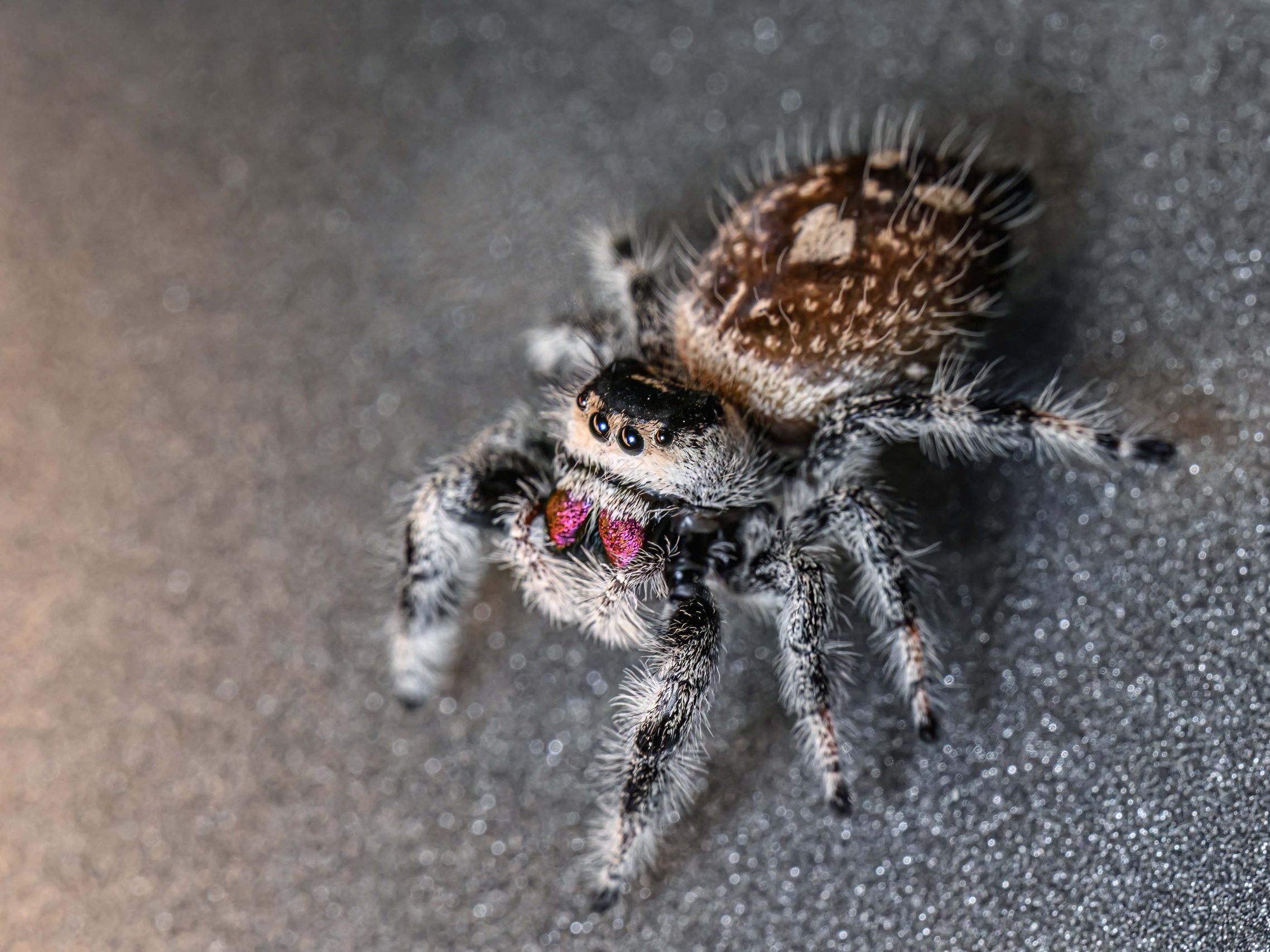 "Die Springspinnen zeigen eindrucksvoll, wie komplex und faszinierend selbst die kleinsten Jäger der Tierwelt sein können", so der Direktor des Haus des Meeres in Wien. "Die Springspinnen zeigen eindrucksvoll, wie komplex und faszinierend selbst die kleinsten Jäger der Tierwelt sein können", so der Direktor des Haus des Meeres in Wien.