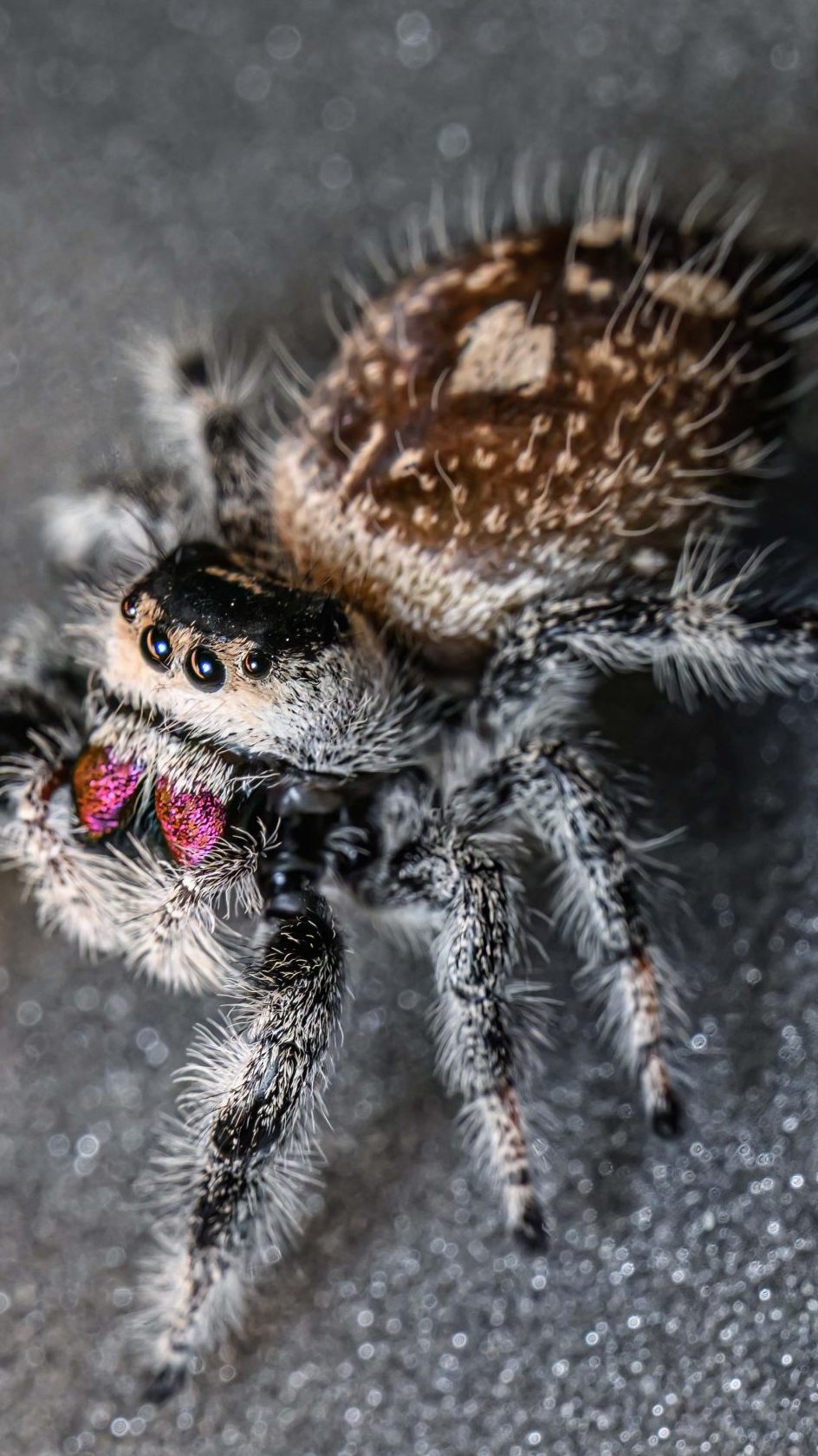 "Die Springspinnen zeigen eindrucksvoll, wie komplex und faszinierend selbst die kleinsten Jäger der Tierwelt sein können", so der Direktor des Haus des Meeres in Wien.