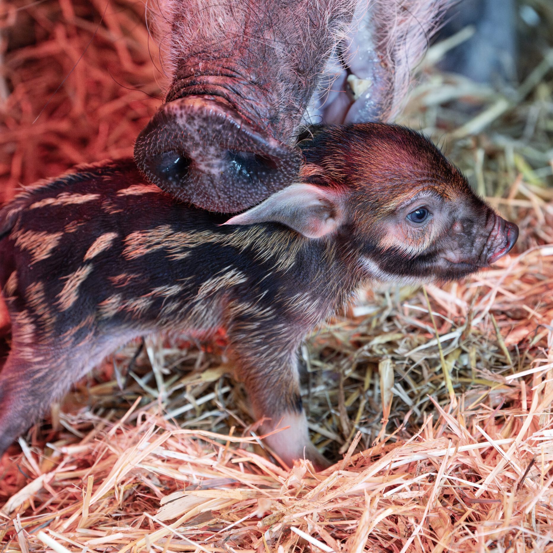 Erste Frischlinge seit 15 Jahren - bald mittels Kameras zu sehen.