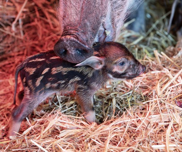 ABD0038_20250127 – KRENGLBACH – STERREICH: ++ HANDOUT ++ ZU APA0076 VOM 27.1.2025 – Mit Nachwuchs knnen die Pinselohrschweine im Zoo Schmiding in Krenglbach bei Wels aufwarten. Am Samstag, 25. Jnner 2025, erblickten zwei Ferkel das Licht der Welt. – FOTO: APA/ZOO SCHMIDING/PETER STERNS – ++ WIR WEISEN AUSDRCKLICH DARAUF HIN, DASS EINE VERWENDUNG DES BILDES […]