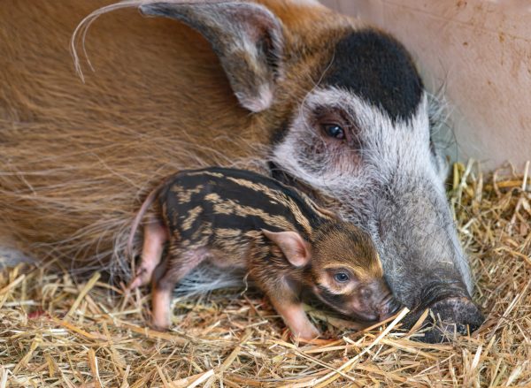 ABD0039_20250127 – KRENGLBACH – STERREICH: ++ HANDOUT ++ ZU APA0076 VOM 27.1.2025 – Mit Nachwuchs knnen die Pinselohrschweine im Zoo Schmiding in Krenglbach bei Wels aufwarten. Am Samstag, 25. Jnner 2025, erblickten zwei Ferkel das Licht der Welt. – FOTO: APA/ZOO SCHMIDING/PETER STERNS – ++ WIR WEISEN AUSDRCKLICH DARAUF HIN, DASS EINE VERWENDUNG DES BILDES […]