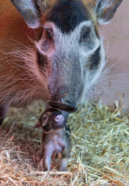 ABD0041_20250127 – KRENGLBACH – STERREICH: ++ HANDOUT ++ ZU APA0076 VOM 27.1.2025 – Mit Nachwuchs knnen die Pinselohrschweine im Zoo Schmiding in Krenglbach bei Wels aufwarten. Am Samstag, 25. Jnner 2025, erblickten zwei Ferkel das Licht der Welt. – FOTO: APA/ZOO SCHMIDING/PETER STERNS – ++ WIR WEISEN AUSDRCKLICH DARAUF HIN, DASS EINE VERWENDUNG DES BILDES […]