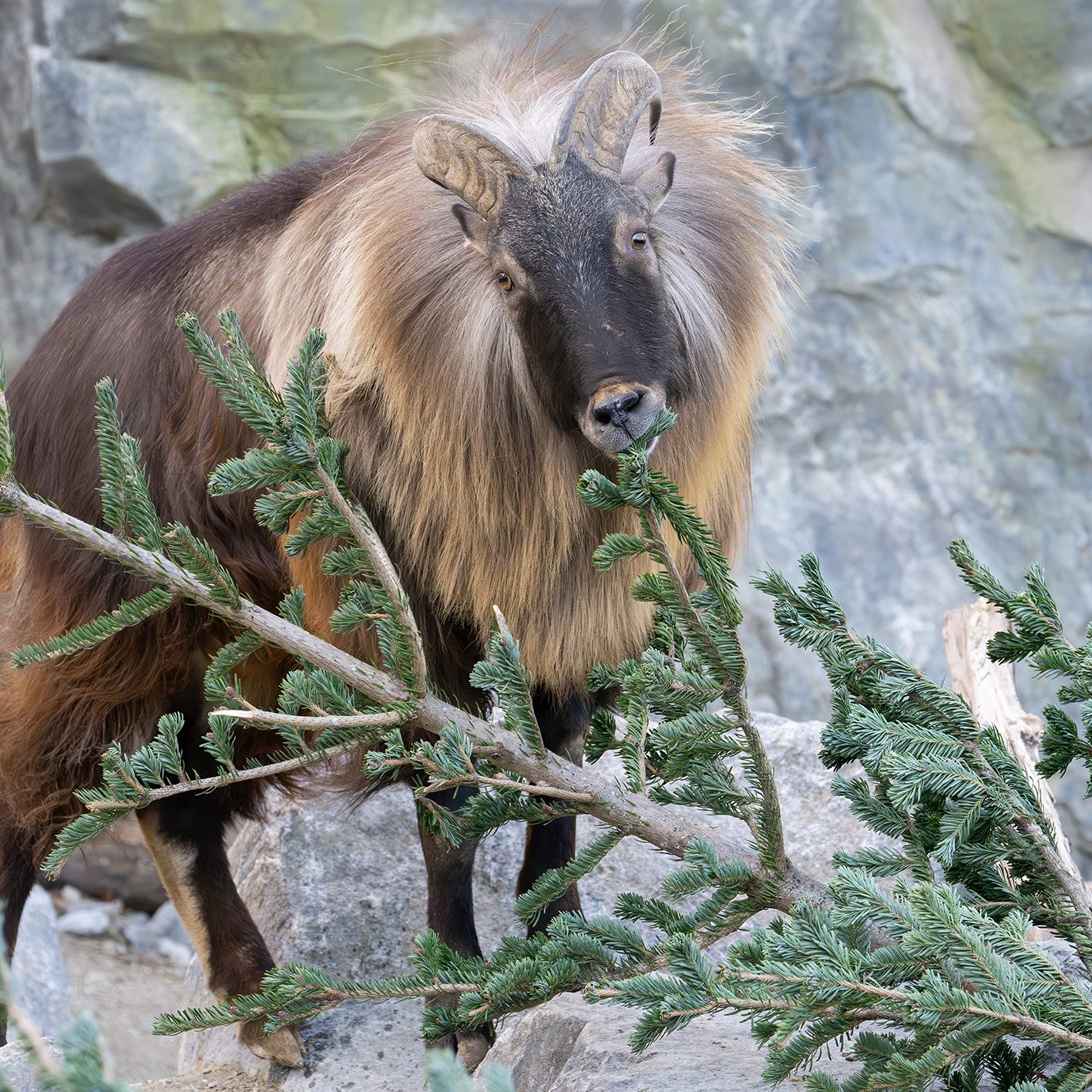 Wiener Tiergarten Schönbrunn bekam zerkleinerten Weihnachtsbaum.