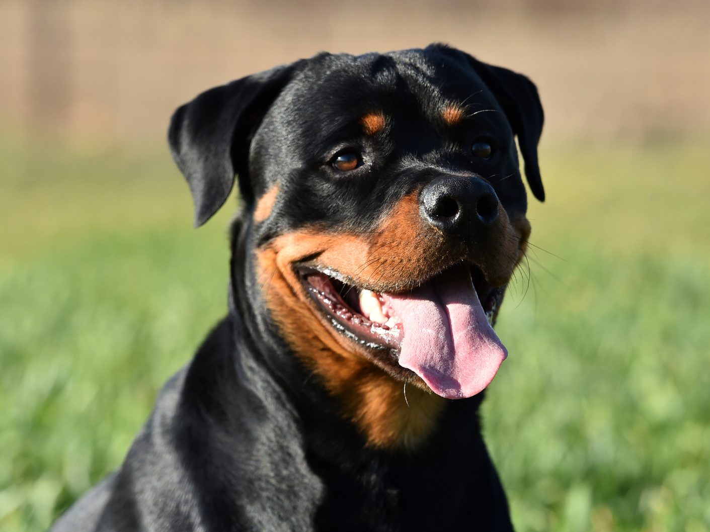 Oberösterreich hat Anfang Dezember ein neues strengeres Hundehaltegesetz bekommen. Oberösterreich hat Anfang Dezember ein neues strengeres Hundehaltegesetz bekommen.