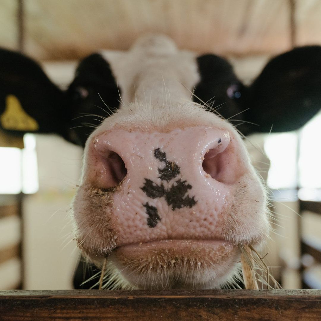 Die Molkerei Berglandmilch streicht die Hofabholungsgebühr für Bauern.