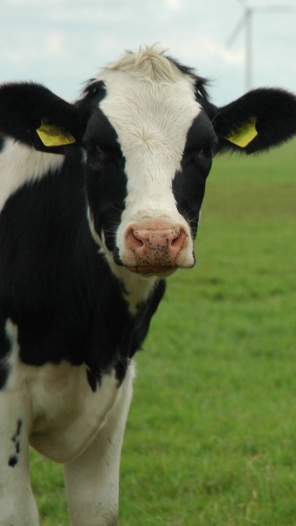 Laut Landwirtschaftskammer-Chef Moosbrugger wünschen sich die Konsumenten in Umfragen höhere Standards als sie beim Lebensmittel-Einkauf umsetzen.