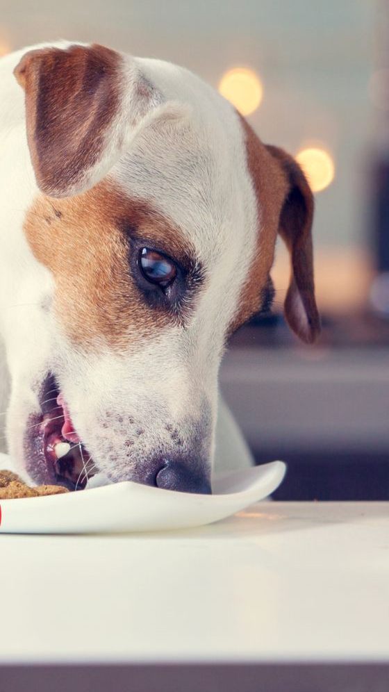 Fressnapf ruft Hunde- und Katzenfutter zurück, in dem Salmonellen nachgewiesen wurden.
