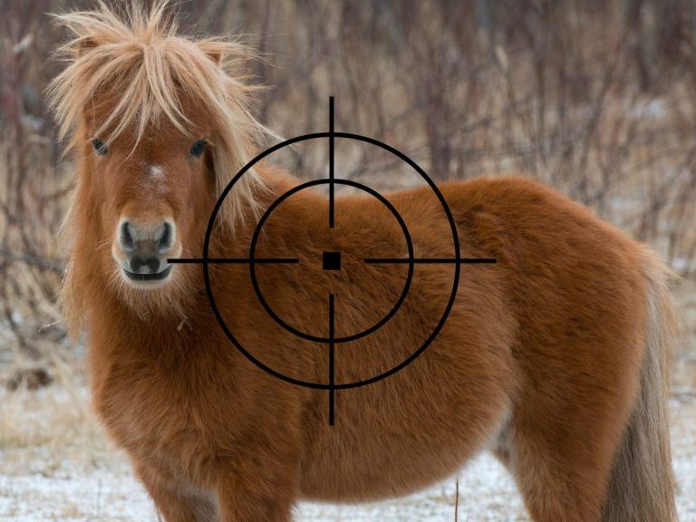 In Niederösterreich schoss ein Jäger versehentlich auf ein Pony, weil er es mit einem Wildschwein verwechselte. In Niederösterreich schoss ein Jäger versehentlich auf ein Pony, weil er es mit einem Wildschwein verwechselte.