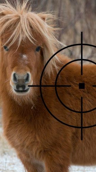 In Niederösterreich schoss ein Jäger versehentlich auf ein Pony, weil er es mit einem Wildschwein verwechselte.