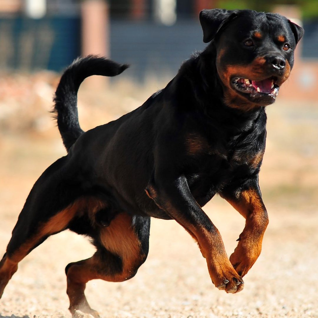 Rottweiler-Attacke in Oberösterreich.