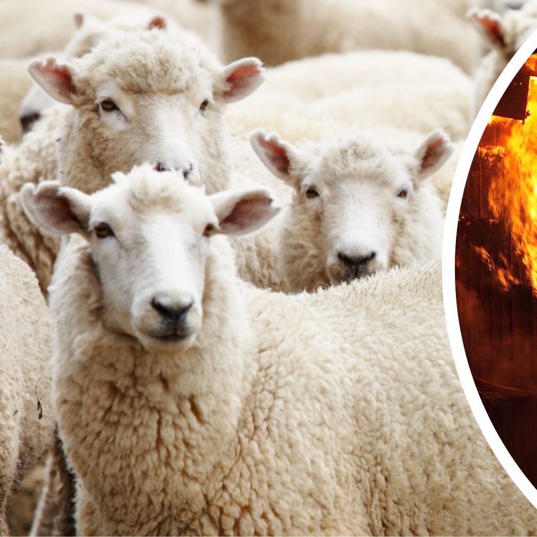 Nur vier Tiere konnten gerettet werden.