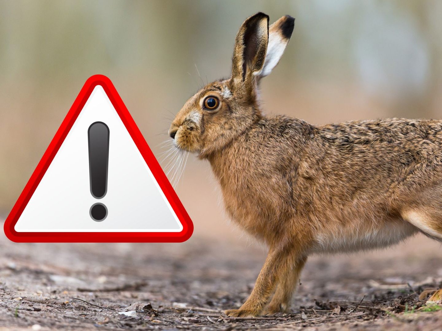 Hasenpest kann auch auf den Menschen übertragen werden.