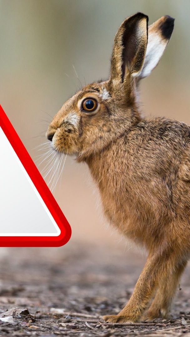 Hasenpest kann auch auf den Menschen übertragen werden.