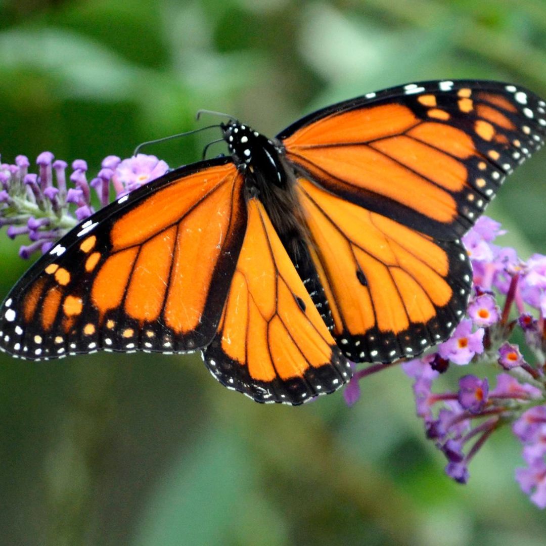 Viele Schmetterlingsarten müssen sich in höherliegende Gebiete retten.