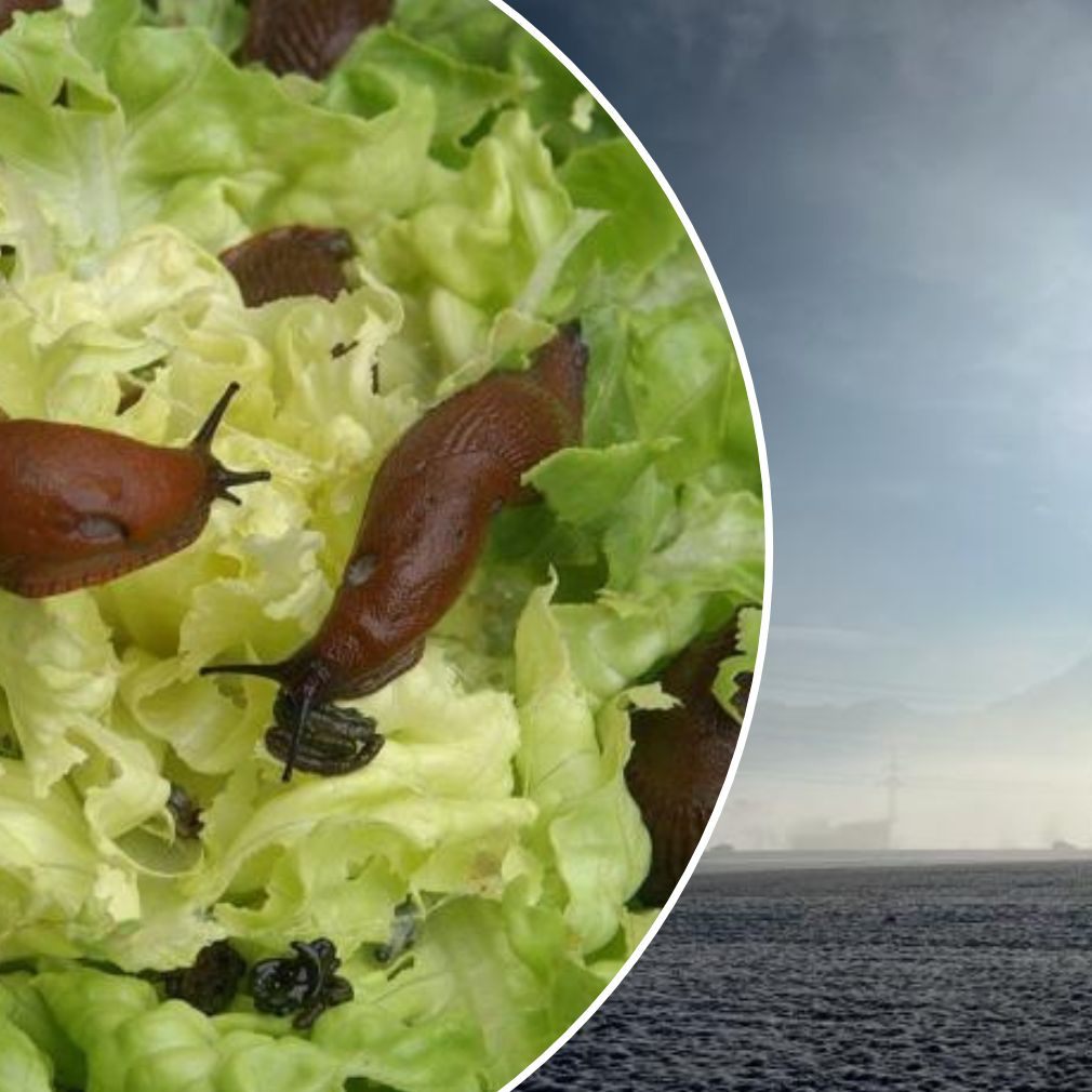 Die Kälte war zuletzt auch im Rheintal sicht- und spürbar.