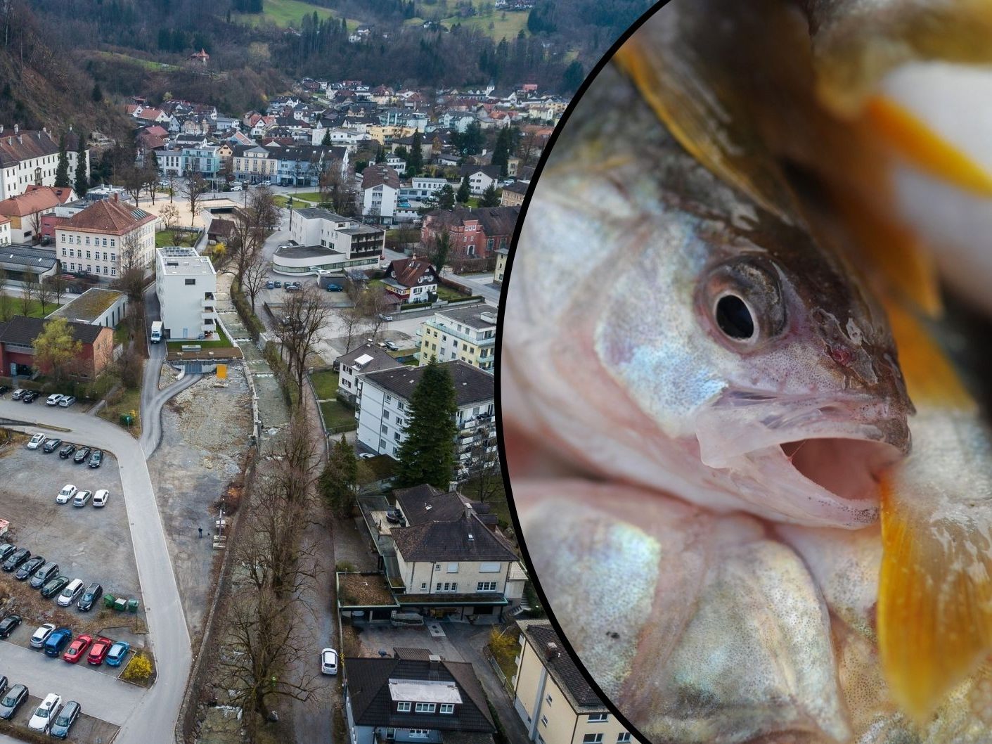 Über 500 Fische sind im Hohenemser Sohlgraben verendet gefunden worden - die Ermittlungen laufen. Über 500 Fische sind im Hohenemser Sohlgraben verendet gefunden worden - die Ermittlungen laufen.