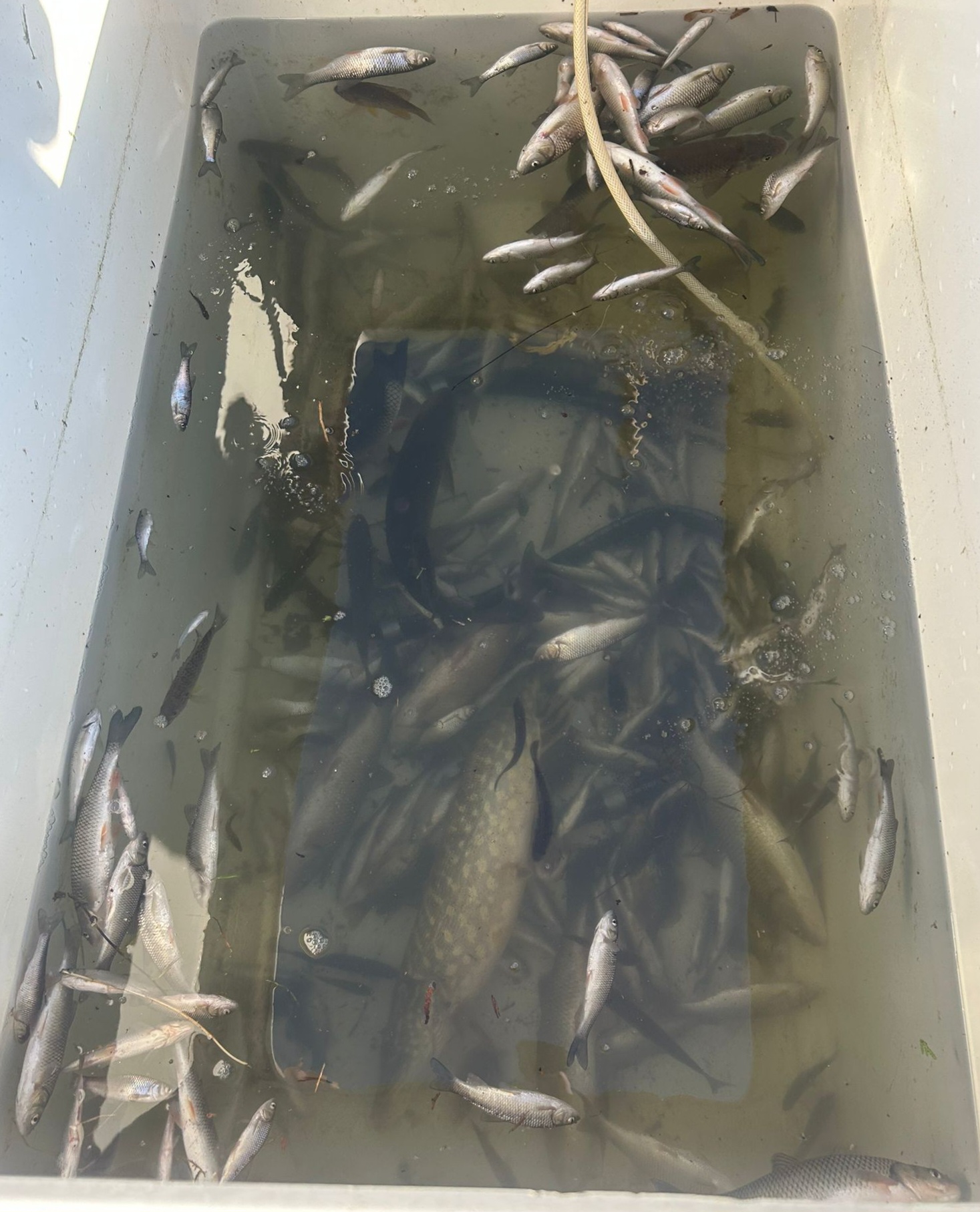 Die toten Fische werden aktuell im Fischereizentrum untersucht.