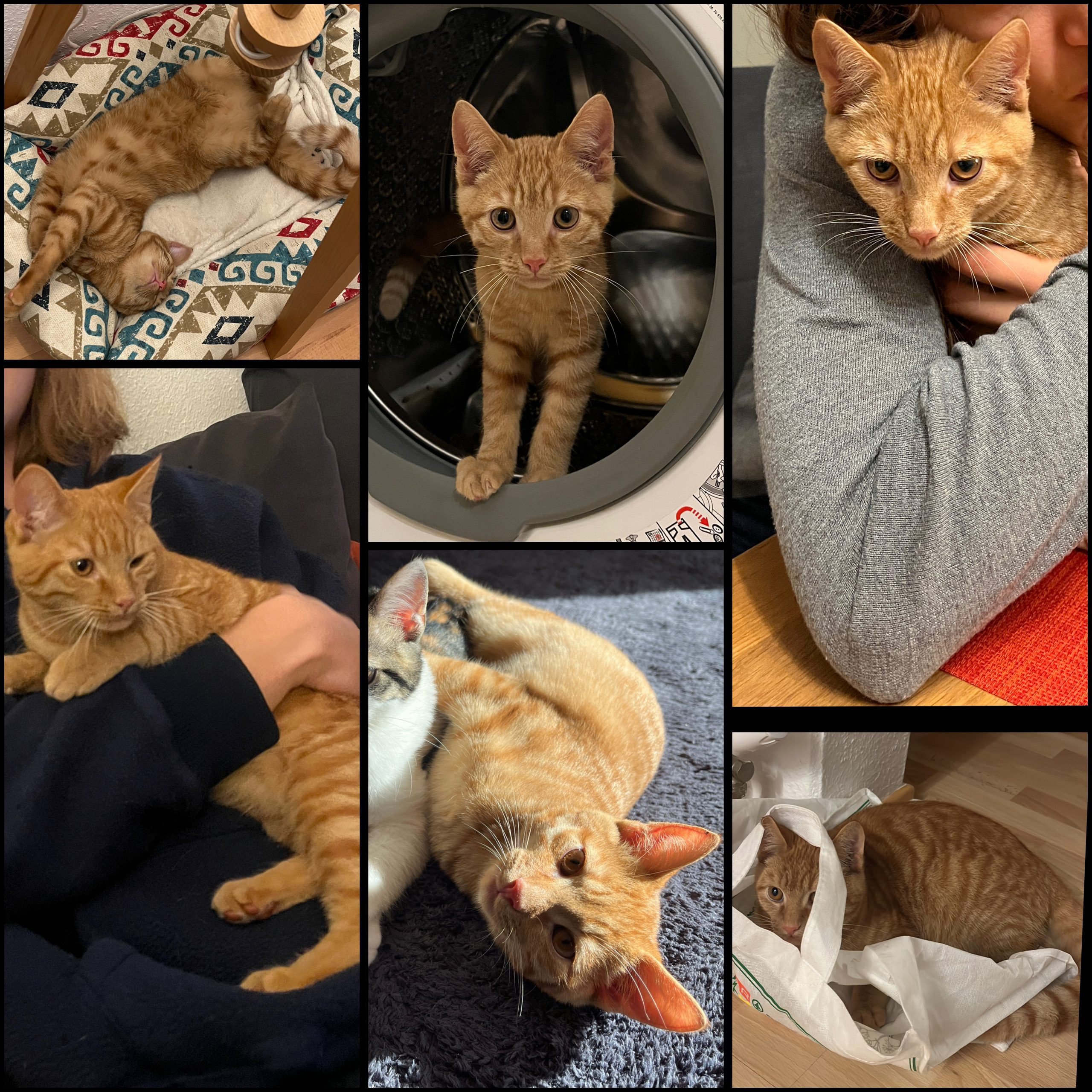 Pitri, 6,5 Monate alt