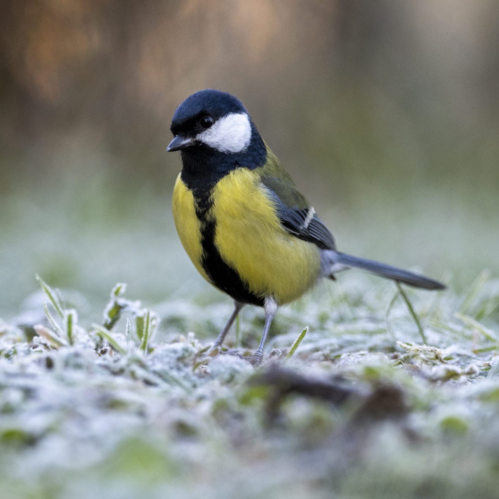 Insgesamt gingen 17.000 Meldungen ein.