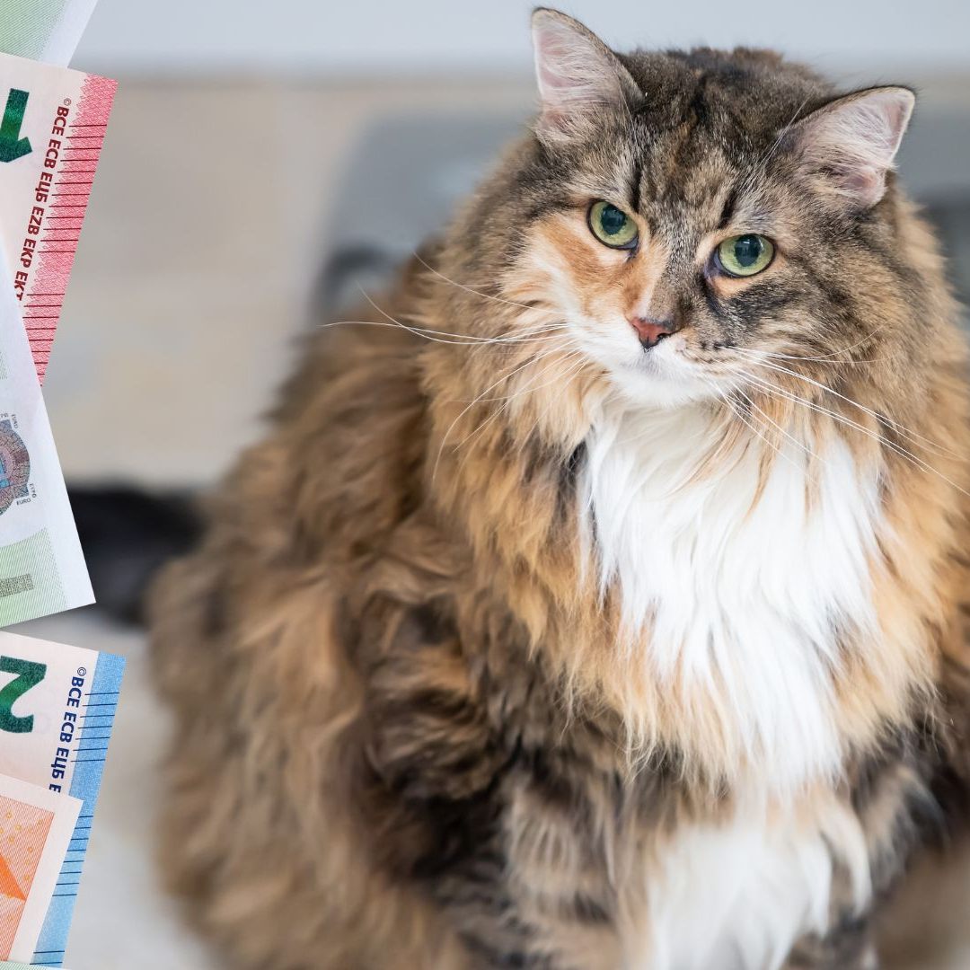 ATX-Vorstandschefs müssen durchschnittlich 48 Stunden arbeiten, um das Jahres-Medianeinkommen eines Beschäftigten zu erreichen