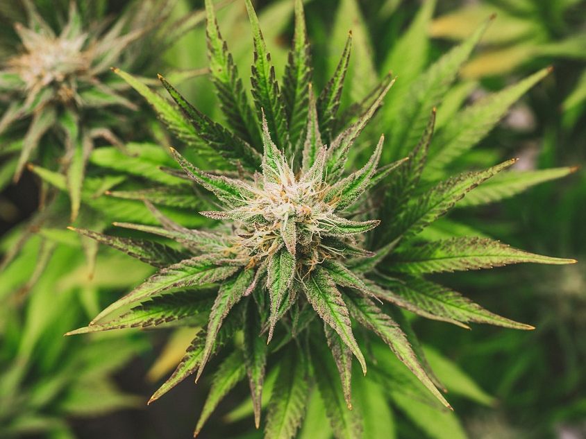 Der Verkauf von Cannabisblüten ist künftig nur mehr in Trafiken erlaubt.