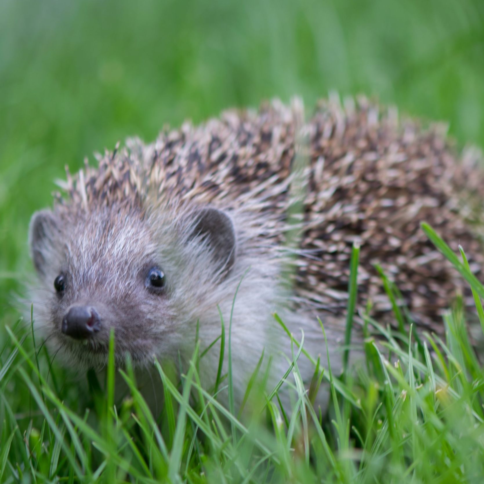 Der Igel ist das beliebteste Wildtier Österreichs.