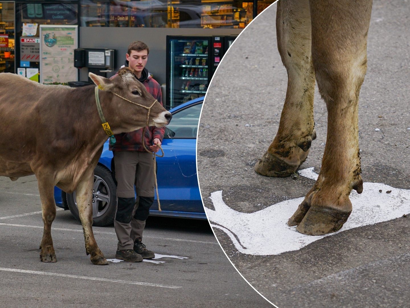 Valentin Haag mit seiner Kuh "Lady" auf dem ersten "Kuhparkplatz" in Schwarzach.
