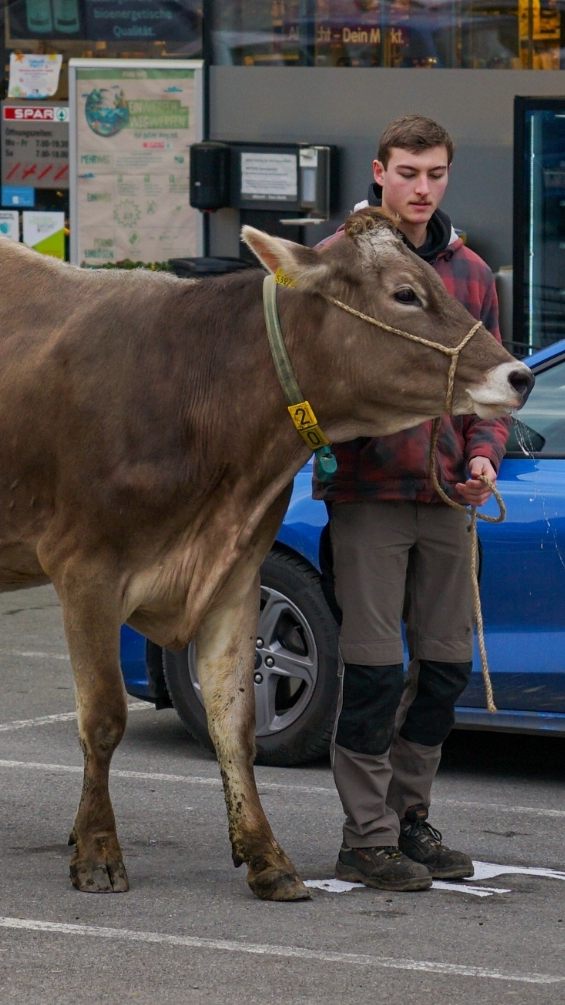 Valentin Haag mit seiner Kuh "Lady" auf dem ersten "Kuhparkplatz" in Schwarzach.