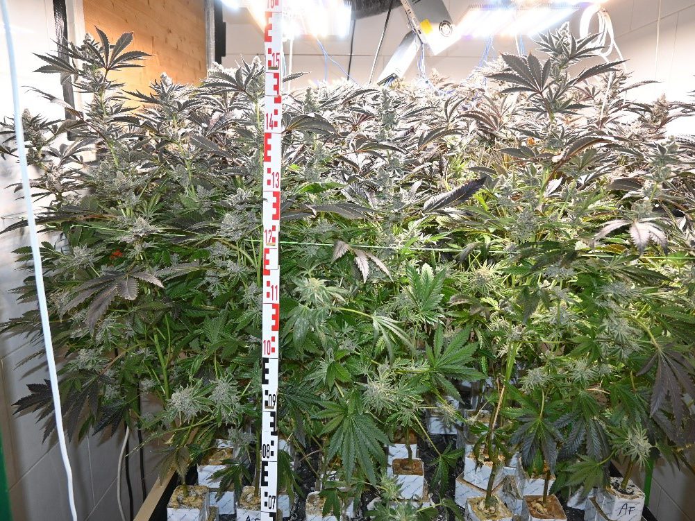 Zahlreiche Cannabispflanzen befanden sich in der Wohnung in Wien-Brigittenau. Zahlreiche Cannabispflanzen befanden sich in der Wohnung in Wien-Brigittenau.