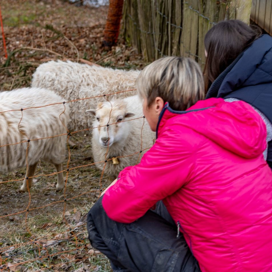 VOL.AT zu Besuch bei Sabine Dorn und ihren Zwergschafen.