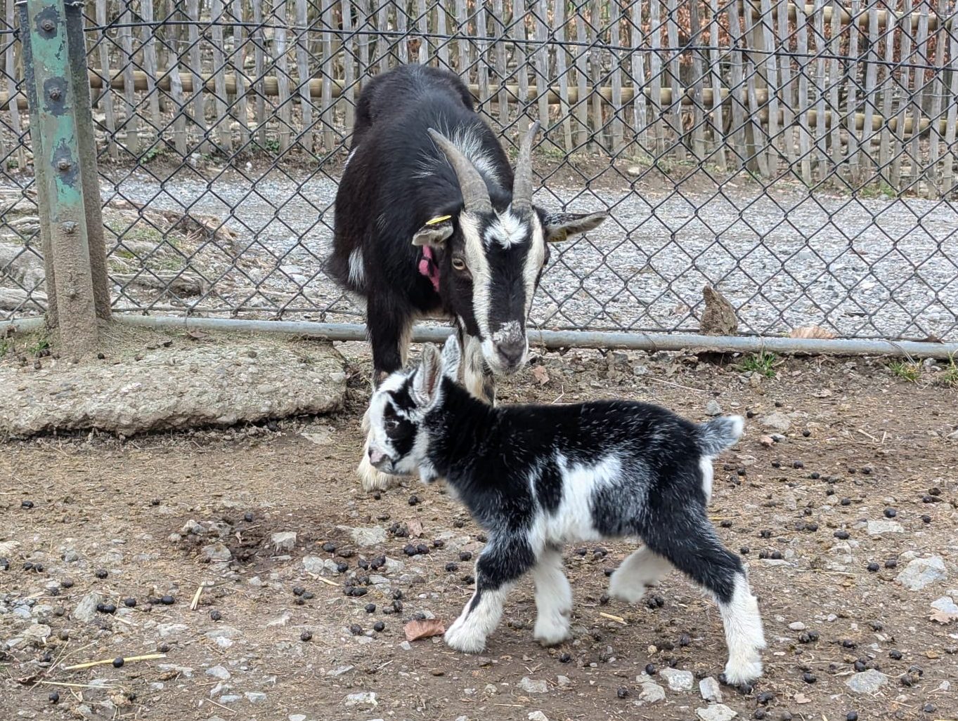 Die beiden schauen die ganze Zeit nach dem Baby und verstehen die Situation nicht.