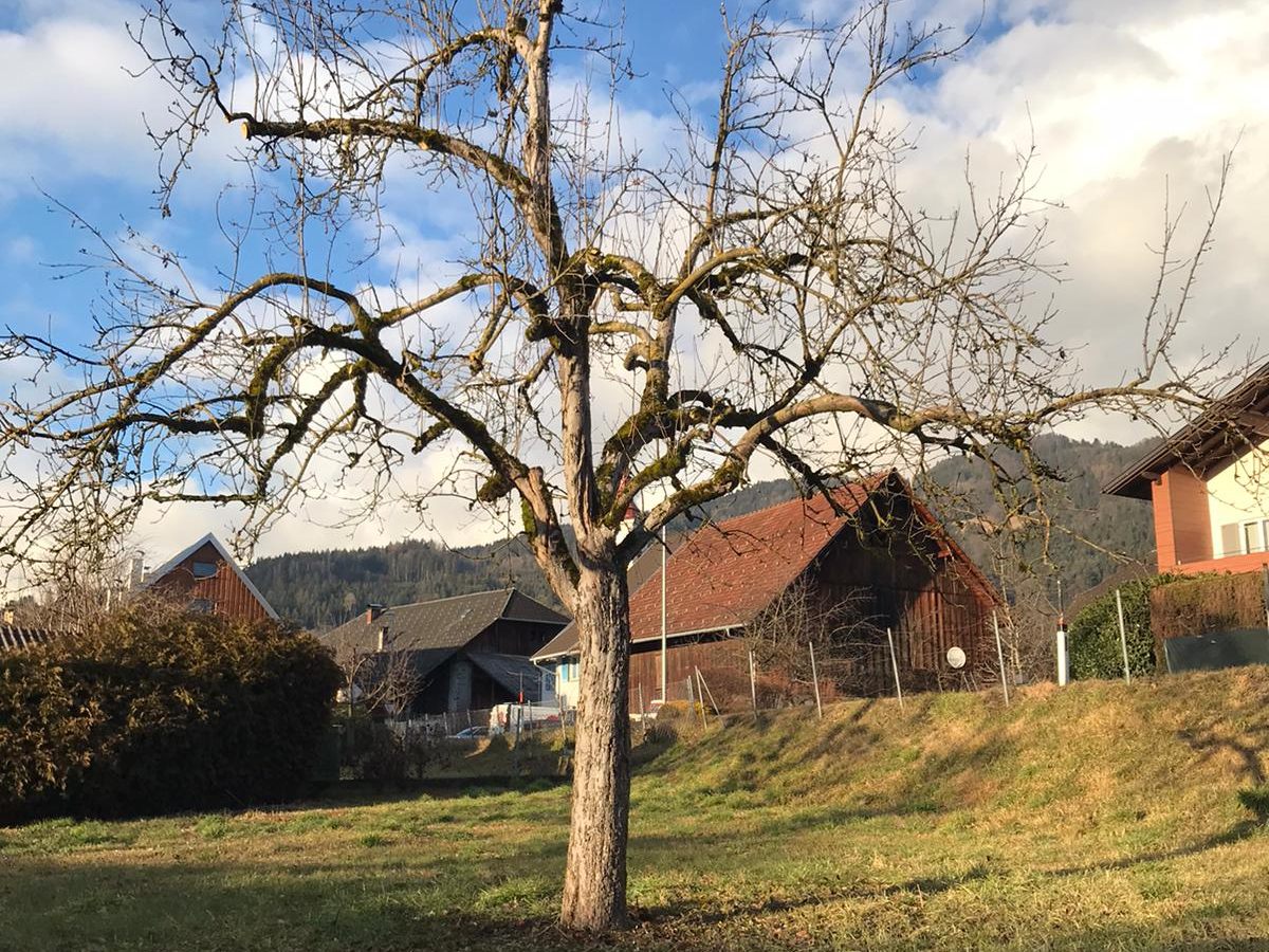 Alter Baum