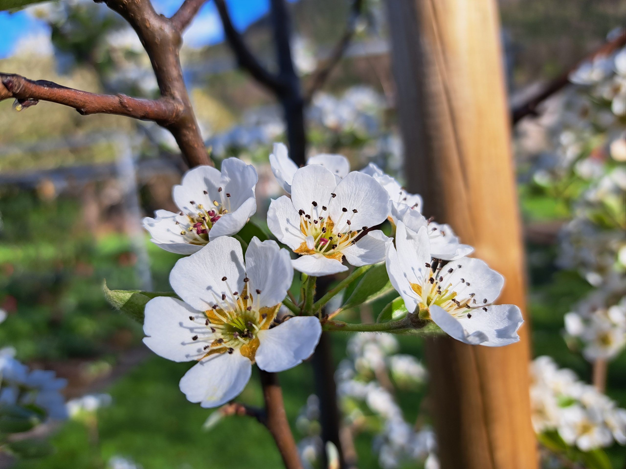 Obstblüte