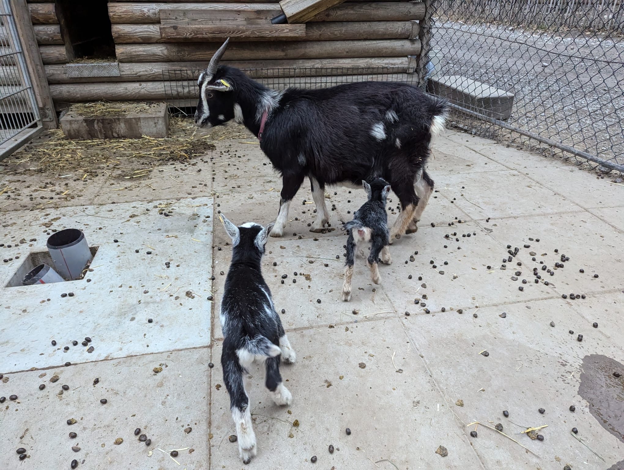 Als das Kitz (rechts) noch bei seiner Mama war.