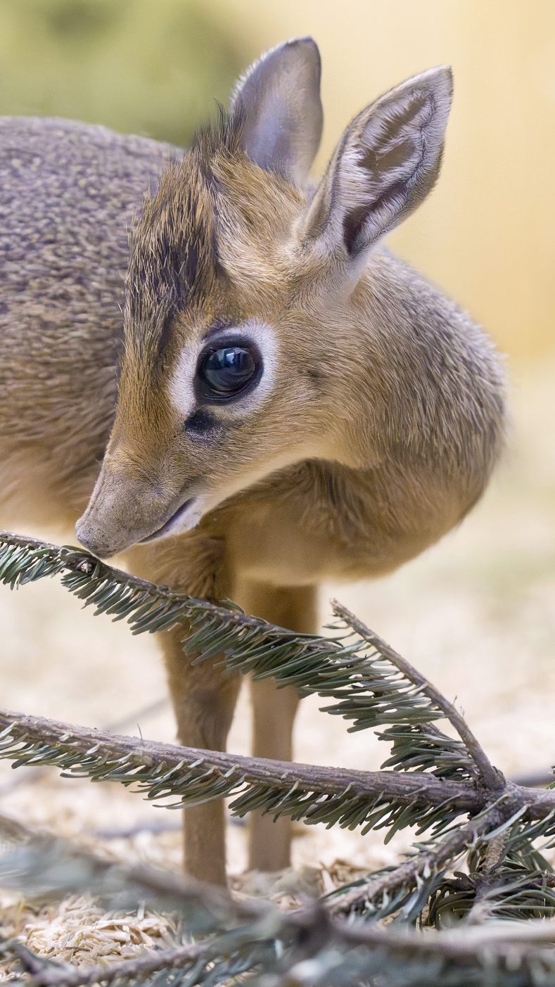So klein ist es mittlerweile nicht mehr: Das junge Kirk-Dikdik ist deutlich gewachsen.