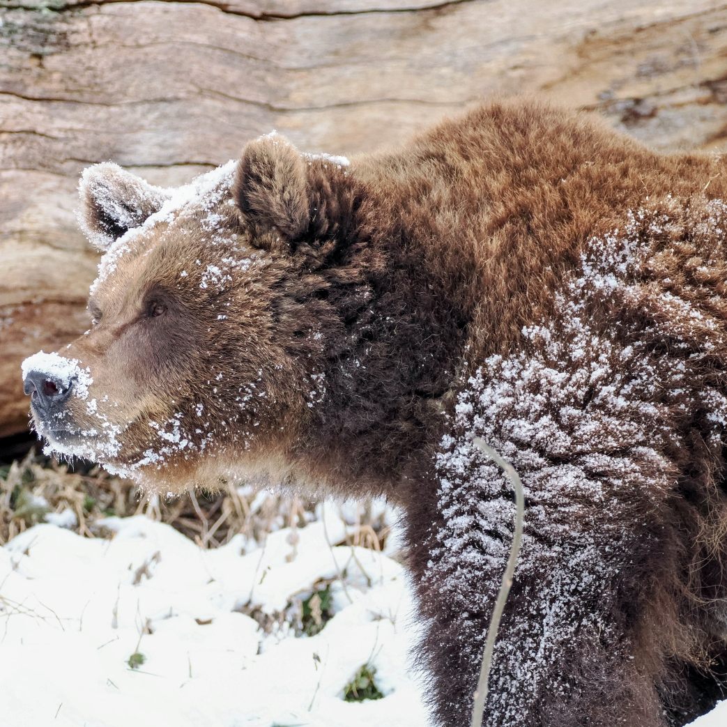 Ihr weißes Wunder erleben gerade die beiden Bären im Zoo Salzburg.