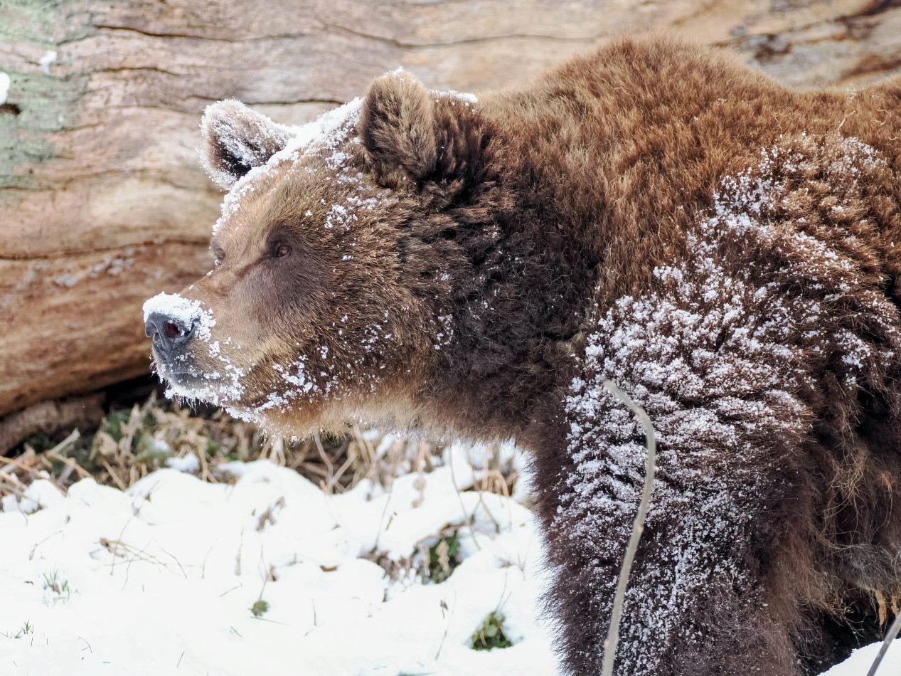 Ihr weißes Wunder erleben gerade die beiden Bären im Zoo Salzburg. Ihr weißes Wunder erleben gerade die beiden Bären im Zoo Salzburg.