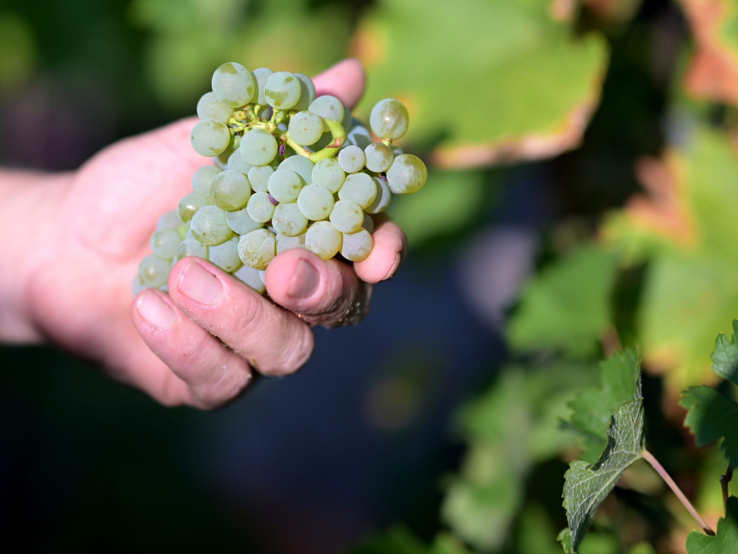 Wetterextreme brachten besonders bei Weißwein eine schlechte Weinernte. Wetterextreme brachten besonders bei Weißwein eine schlechte Weinernte.