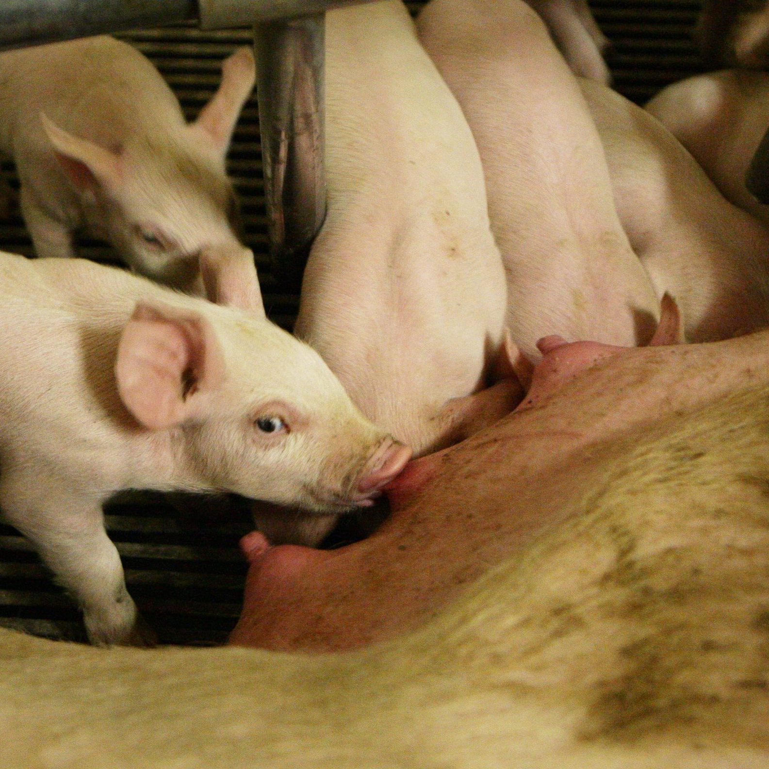 2,5 Millionen Schweine sind in Österreichs Ställen.