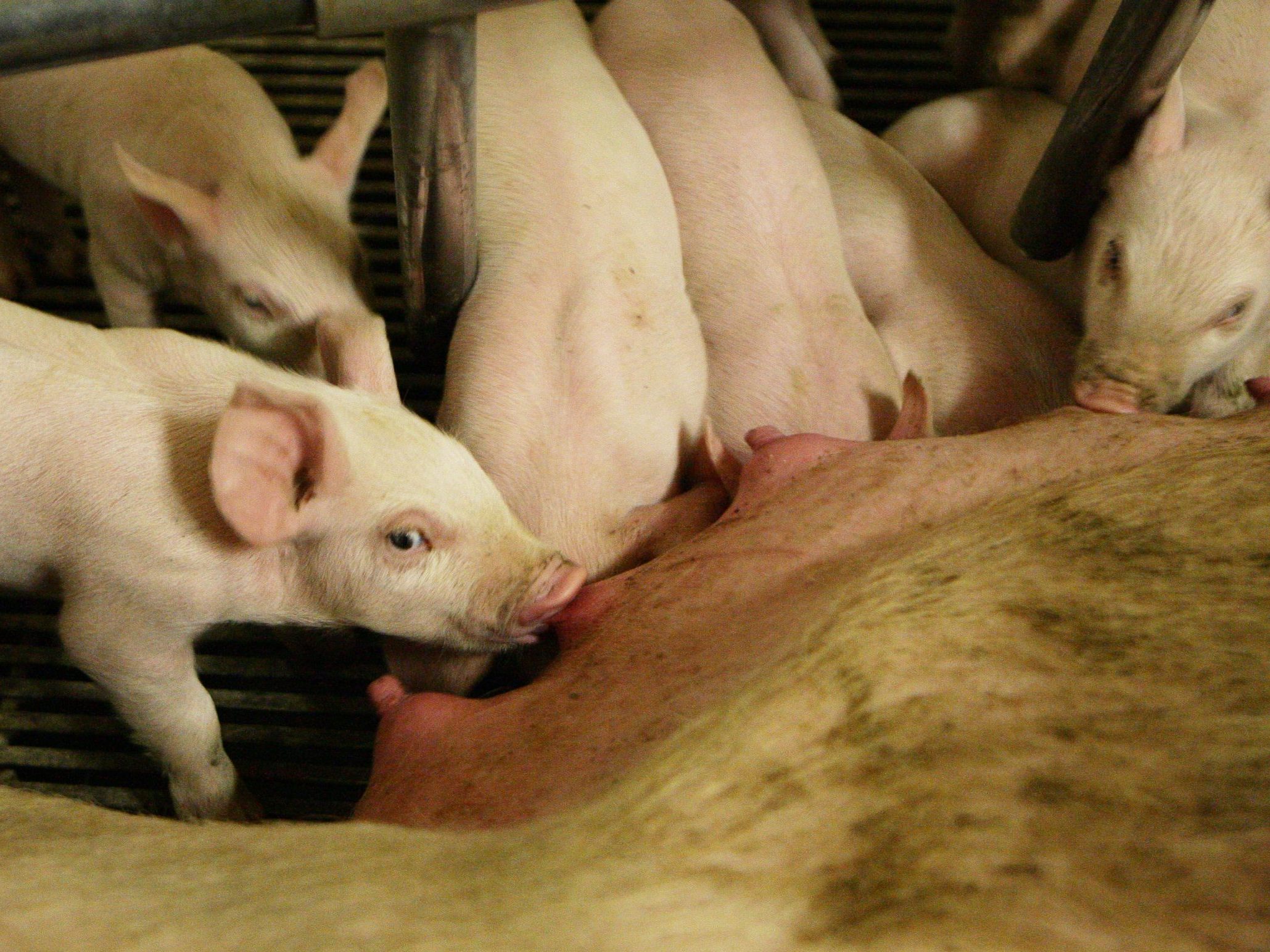 2,5 Millionen Schweine sind in Österreichs Ställen. 2,5 Millionen Schweine sind in Österreichs Ställen.
