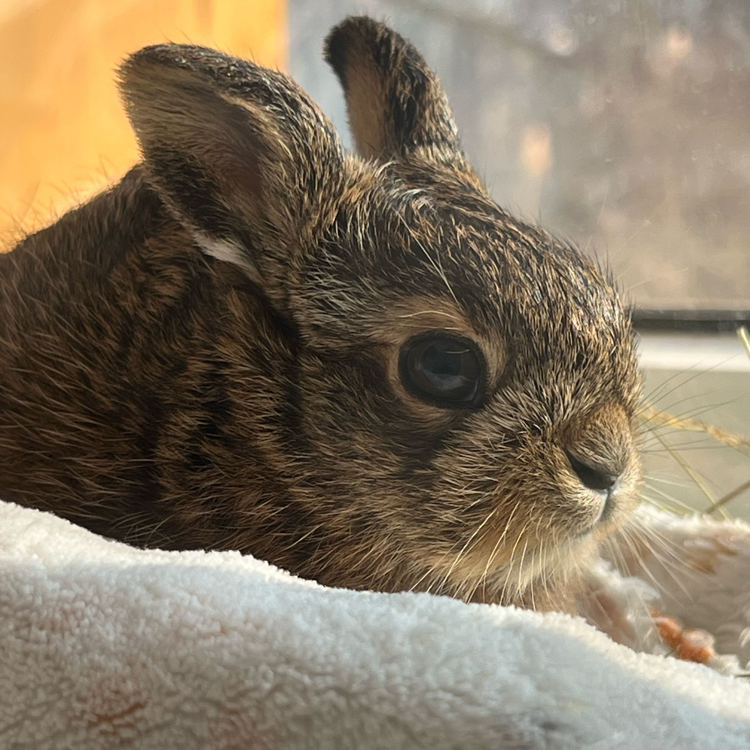 Am Assisi-Hof kümmert man sich liebevoll um Feldhasenbaby "Simon".