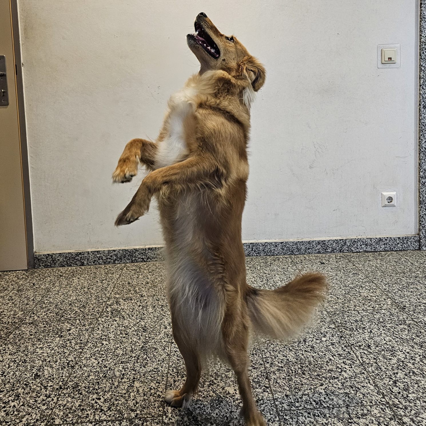 Collie-Mischling "Kaia" machte eine "Sightseeingtour" in einem Linienbus.