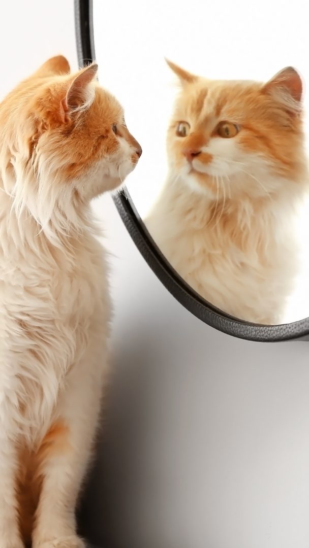 Können sich Hunde und Katzen im Spiegel erkennen?