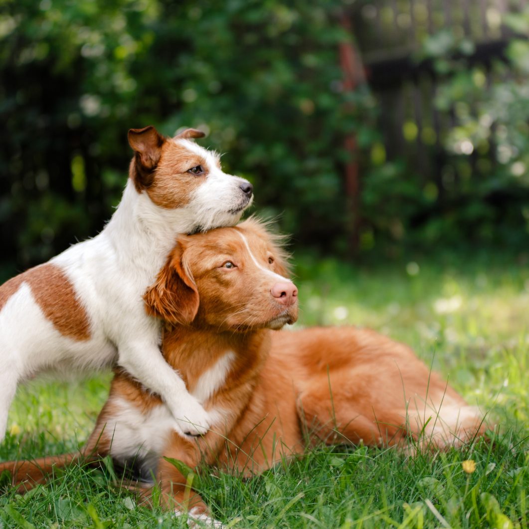 In der Studie zeigte sich weiters, dass sich die Trainierbarkeit mit zunehmendem Alter nicht verändert.