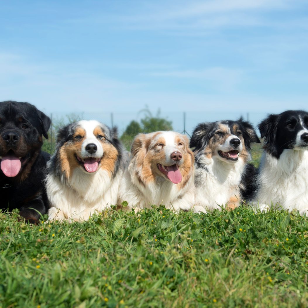 Zwanzig Vierbeiner besuchten das "Clever Dog Lab".