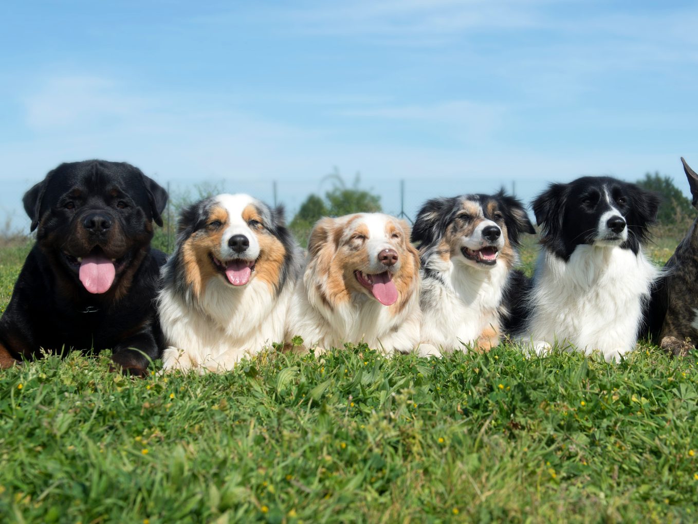 Zwanzig Vierbeiner besuchten das "Clever Dog Lab". Zwanzig Vierbeiner besuchten das "Clever Dog Lab".