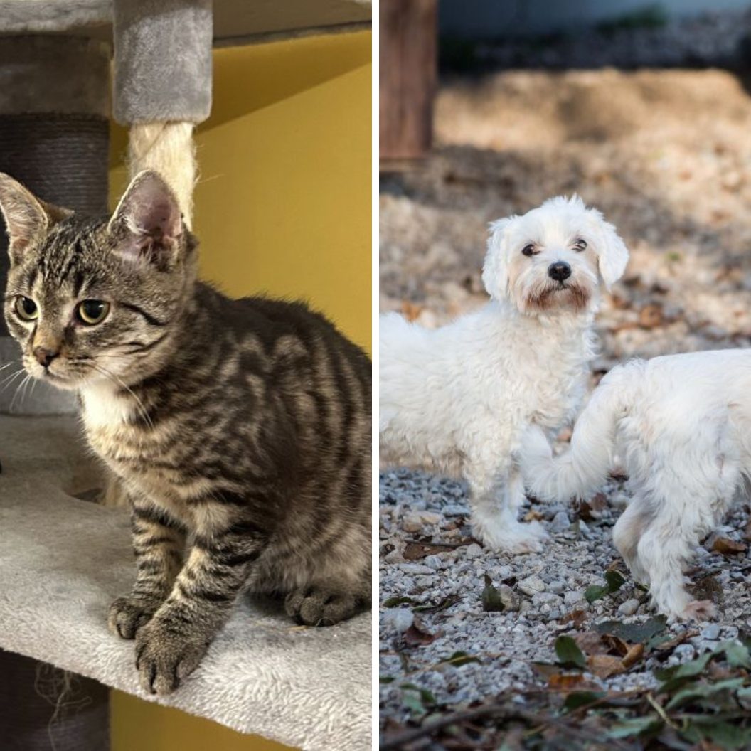 Diese süßen Tierpaare suchen ein liebevolles Zuhause.